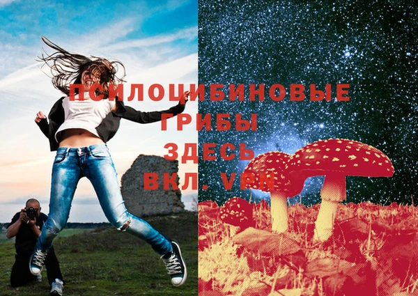 прущие грибы Дмитриев