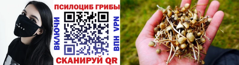 что такое   Красноярск  Псилоцибиновые грибы MAGIC MUSHROOMS 