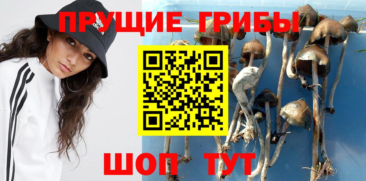 Красноярск  купить наркотик  Вход с VPN  Псилоцибиновые грибы Psilocybe 